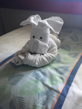 towel animals daily