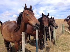 Wild horses at Tussock Ridge Farm - Wellington - not a ship tour