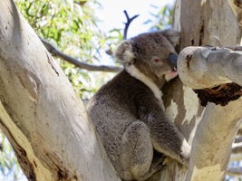 Sleepy Koala at Featherdale, Sydney