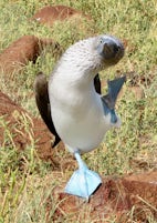 Blue Footed Booby - very funny to watch them dance!