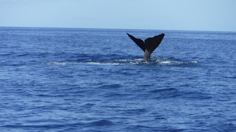 Whale watching in Dominica (external tour with Waitukubuli Tours)