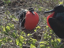 Two male Galapagos Frigate Birds trying to attract a female.