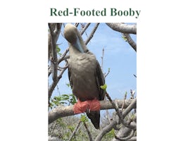 A Red-Footed Booby sitting on a tree branch about 3 feet in front of me.