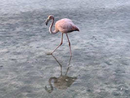 Floreana Flamingo looking for food in a very salty pond.