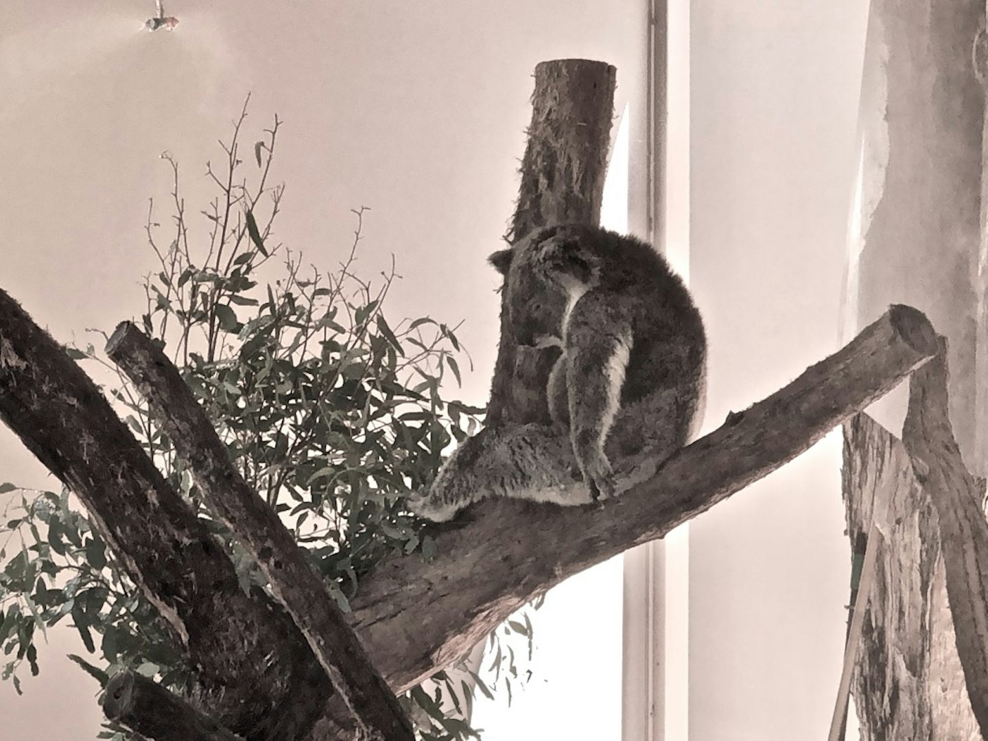 Koala at the Cleland Wildlife Conservation Park 
