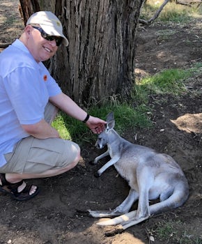 Kangaroo at the Cleland Wildlife Conservation Park 