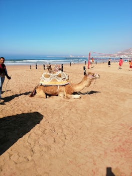Agadir, Morocco. Cute but smelly camels, I dont like using animals for tran