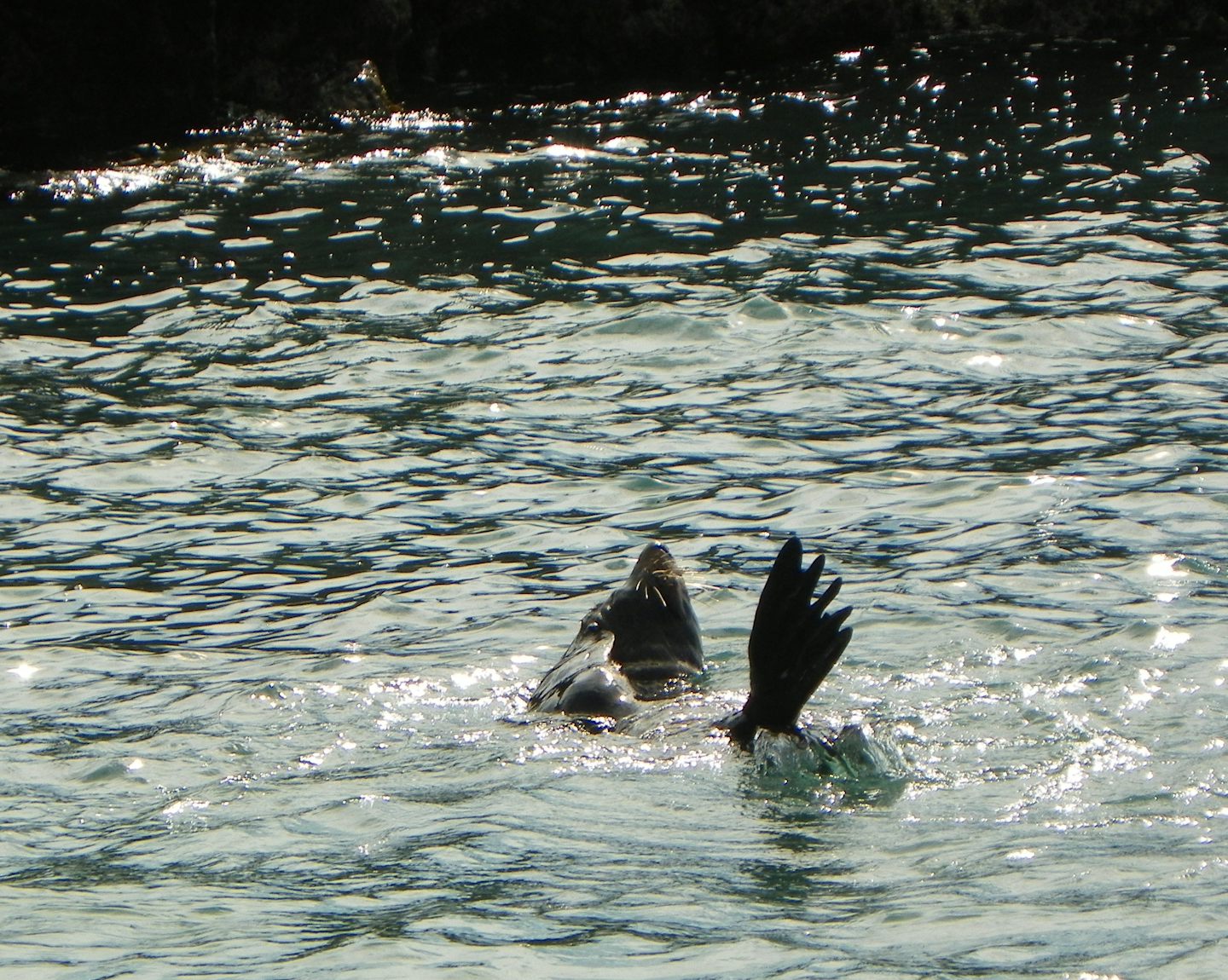 Seal of approval, below Mount Maunganui