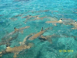 Lots of black tip sharks to snorkel with in Bora Bora