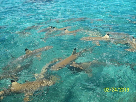 Lots of black tip sharks to snorkel with in Bora Bora