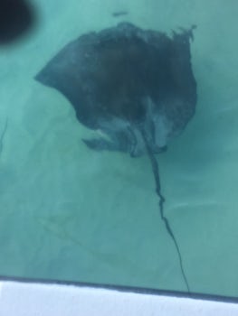 This is from swimming with sting rays at Grand Turk