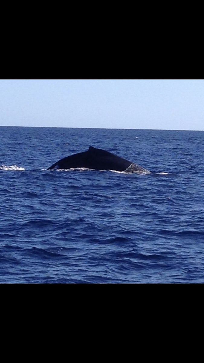 Cabo Whales