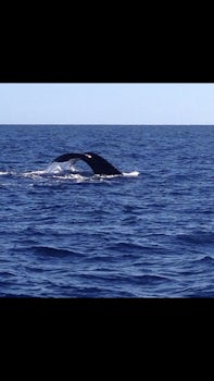 Cabo Whales