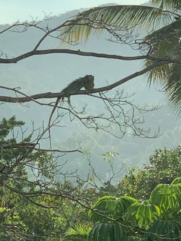Puerto Vallarta Iguana