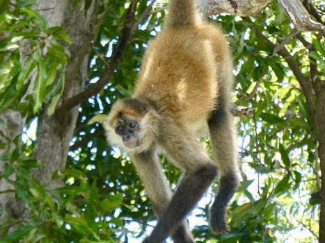 Spider monkeys on Lake Nicaragua 