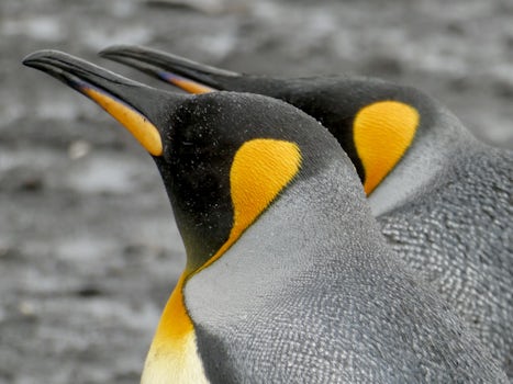 King Penguins in the Falkland Islands 