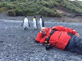 On beach of Macquarie Island with King penguins