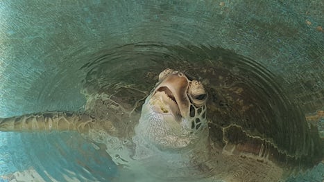 Rescued Sea Turtle at Fitzroy Island