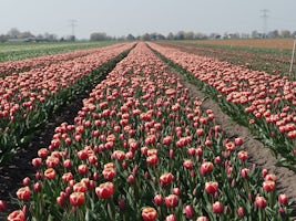 Tulip field in Hoorn. These tulips are grown for their bulbs, not their flo