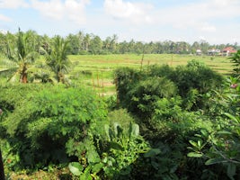 View of Rice Paddies from our hotel room (Maya at Ubud - Bali)