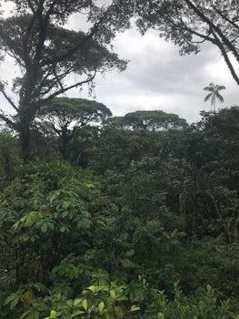 Tropical Rain Forest, Costa Rica.
