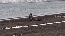 A seal lazing on the beach in Deception Island