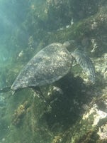 Snorkeling off Fernandina Island, sea turtles were plentiful.