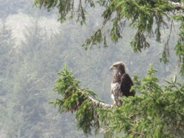 Juvenile bald eagle at Cape Disappointment State Park