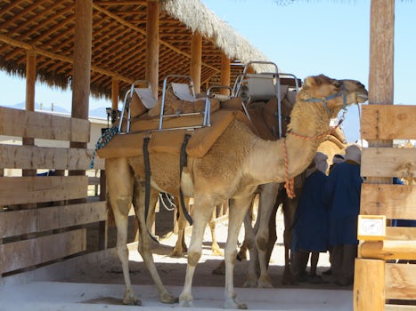 I took lots of camel photos on this excursion