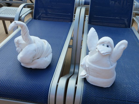 Don&#39;t miss the morning they have a towel animal on every chair on the p