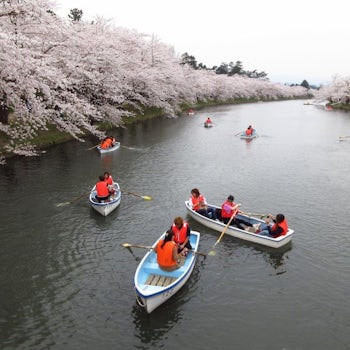 Beautiful Sakura along canal banks