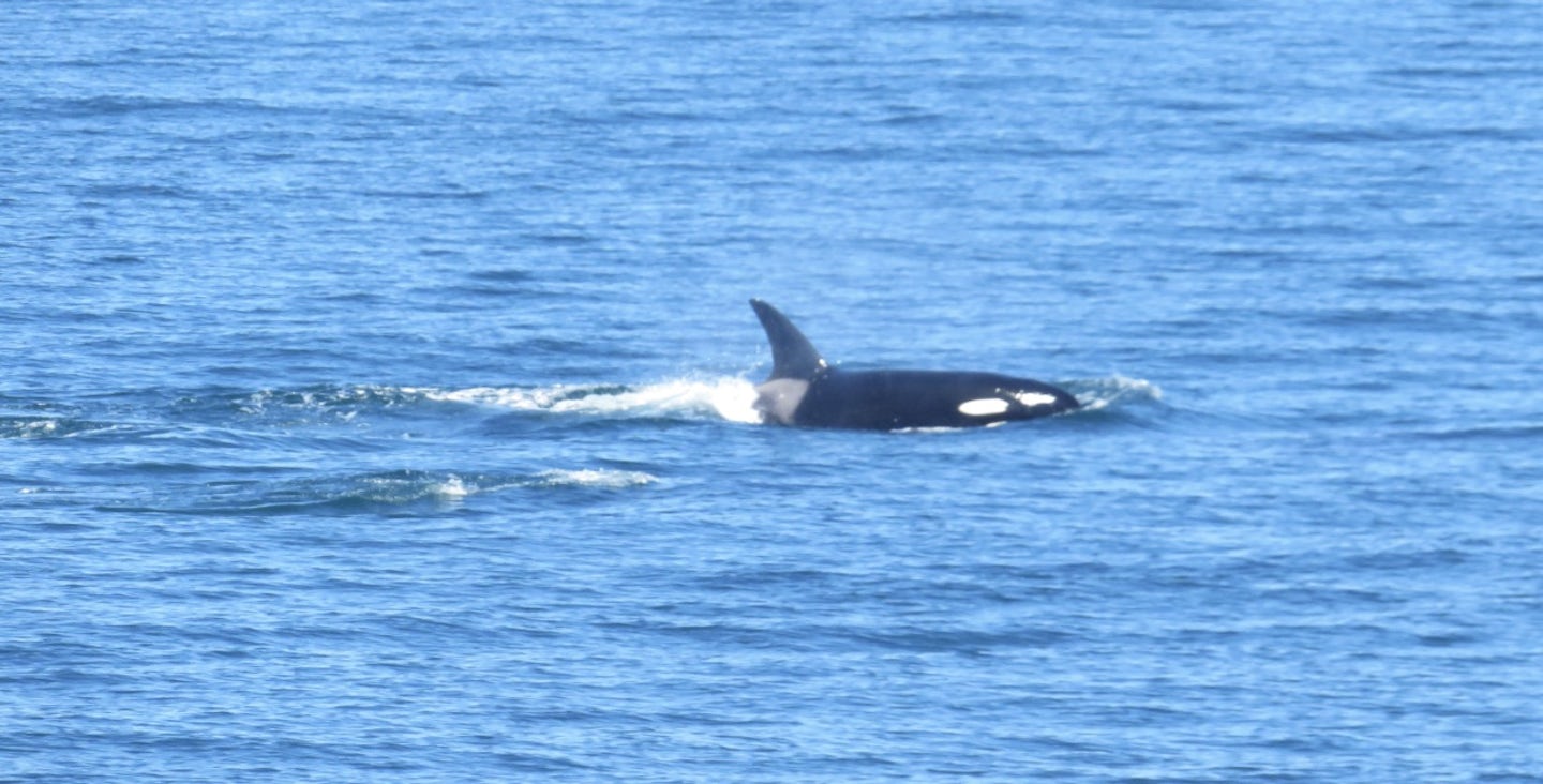 Photo of Orca taken from the cruise ship.