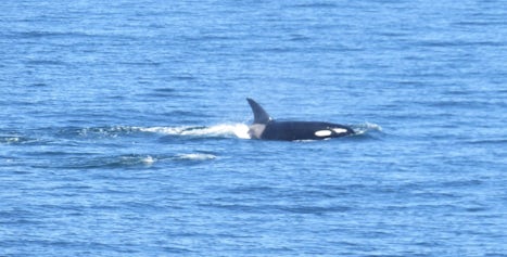 Photo of Orca taken from the cruise ship.