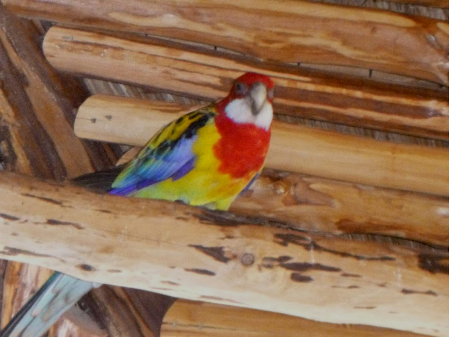 Colorful  bird in Aviary