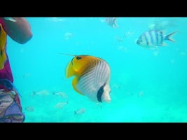Bora Bora - colorful fish everywhere!