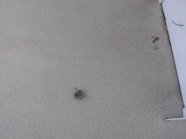 Big black hairball I scooped out of the pool was still on the floor several