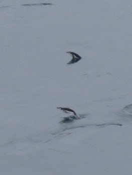 Chinstrap penguins from balcony