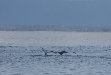 From the Icy Straits Whale and Mammal Excursion -- the best value of the en