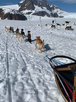 Dog Sledding on a Glacier