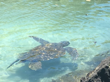 Sea turtles at Carlsmith Beach, Hilo.