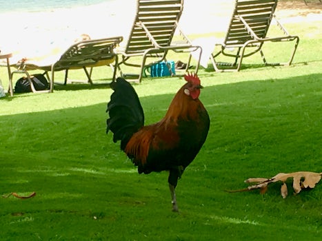 One-legged rooster in Kauai on the beach. He came to speak. Wild chickens e