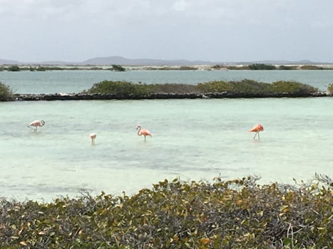 Bonaire - flamingos