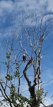 One of the many eagles seen on our rafting excursion!
