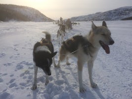Dog Sledding at Kirkenes