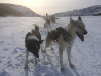 Dog Sledding at Kirkenes
