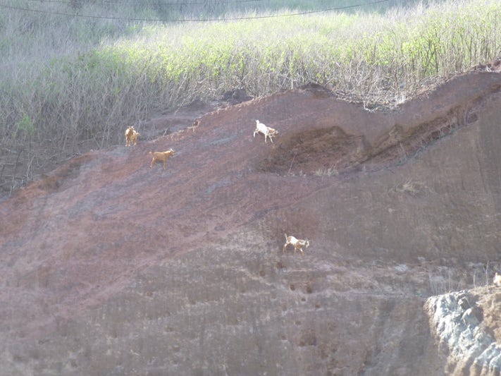 Goats on Barron land