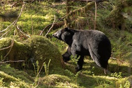 Black Bear, Juneau