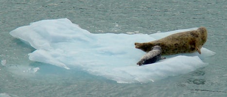 Seals on ice flow in Hubbard Glacier bay