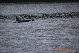 Orca spotted on Misty Fjords excursion