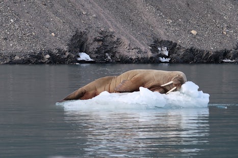 Walrus taken from Zodiac cruise